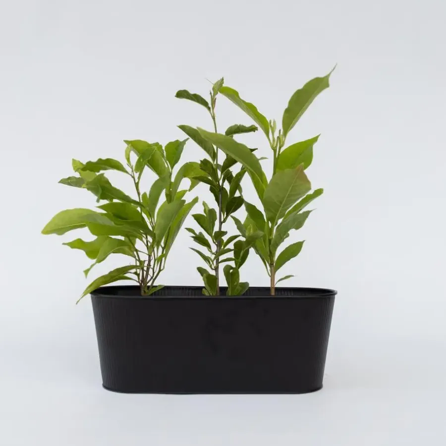 Plant in a Box Beverboom - Set van 3 - Magnolia 'Susan' - Hoogte 25-40cm - ⌀9cm