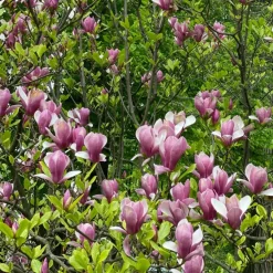 Plant in a Box Beverboom - Set van 3 - Magnolia 'Susan' - Hoogte 25-40cm - ⌀9cm