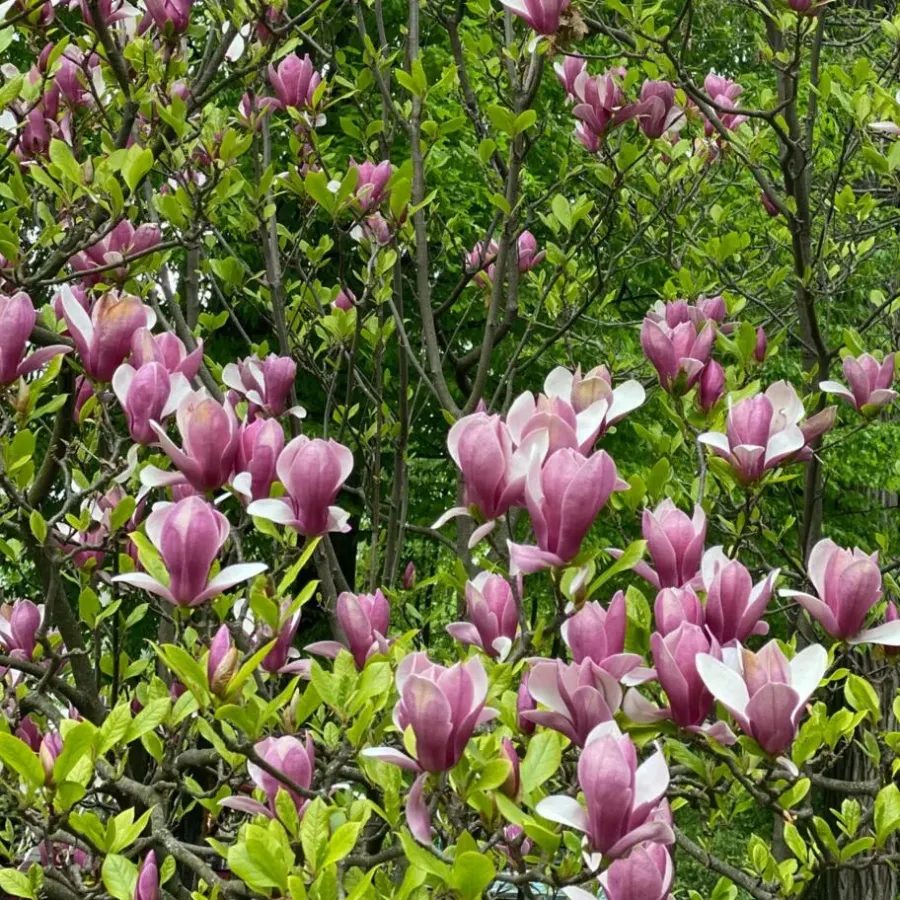Plant in a Box Beverboom - Set van 3 - Magnolia 'Susan' - Hoogte 25-40cm - ⌀9cm