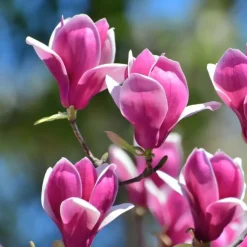 Plant in a Box Beverboom - Set van 3 - Magnolia 'Susan' - Hoogte 25-40cm - ⌀9cm