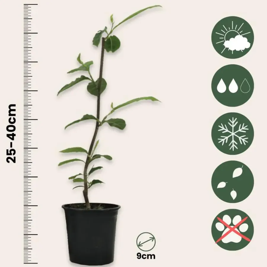Plant in a Box Beverboom - Set van 3 - Magnolia 'Susan' - Hoogte 25-40cm - ⌀9cm
