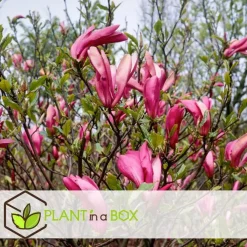 Plant in a Box Beverboom - Set van 3 - Magnolia 'Susan' - Hoogte 25-40cm - ⌀9cm