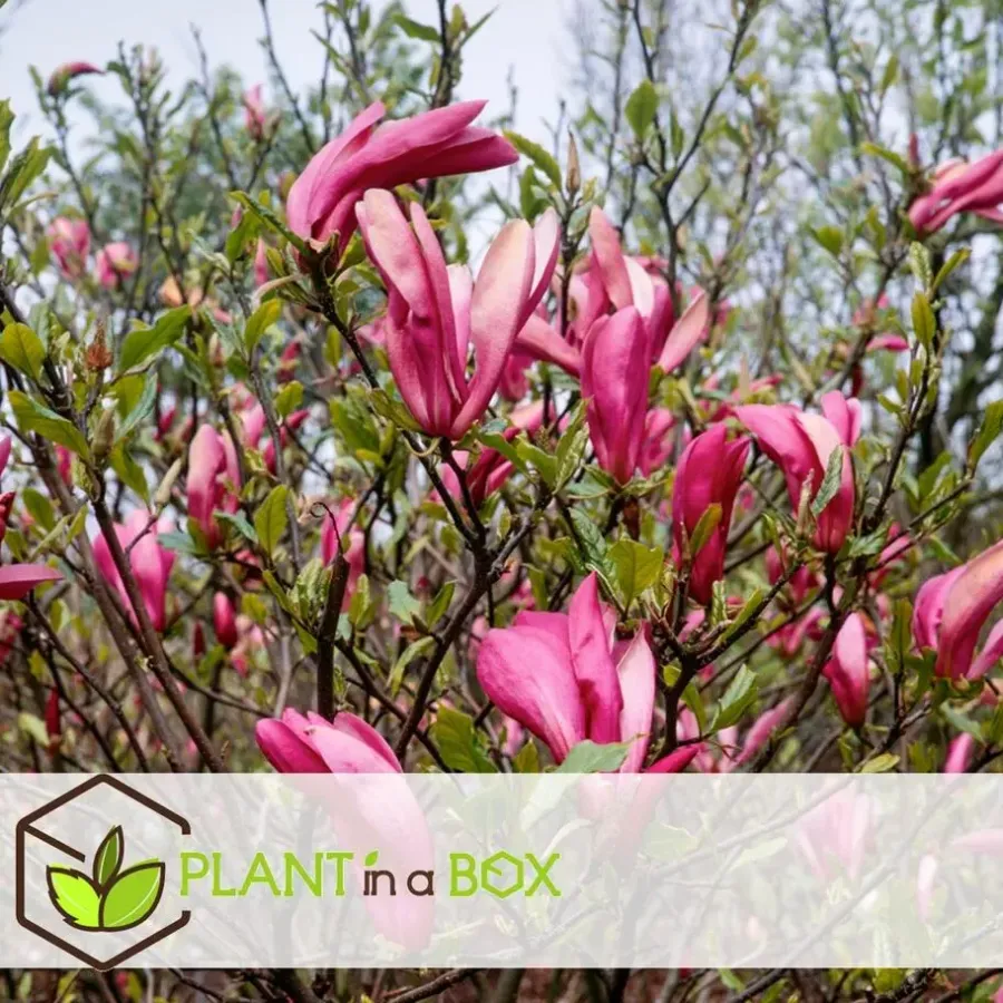 Plant in a Box Beverboom - Set van 3 - Magnolia 'Susan' - Hoogte 25-40cm - ⌀9cm