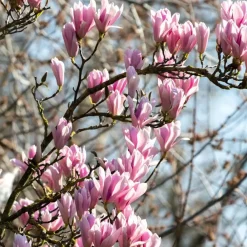 Plant in a Box Beverboom - Set van 3 - Magnolia 'Soulangea' - Hoogte 25-40cm - ⌀9cm