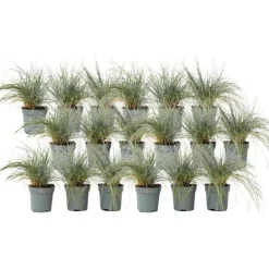 Plant in a Box Blauw schapegras - Set van 18 - Festuca 'Elijah Blue' - Hoogte 10-15cm - ⌀9cm