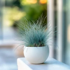 Plant in a Box Blauw schapegras - Set van 18 - Festuca 'Elijah Blue' - Hoogte 10-15cm - ⌀9cm