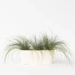 Plant in a Box Blauw schapegras - Set van 3 - Festuca 'Elijah Blue' - Hoogte 10-15cm - ⌀9cm
