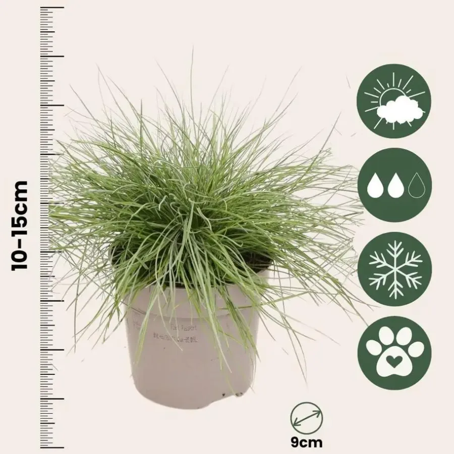 Plant in a Box Blauw schapegras - Set van 3 - Festuca 'Elijah Blue' - Hoogte 10-15cm - ⌀9cm