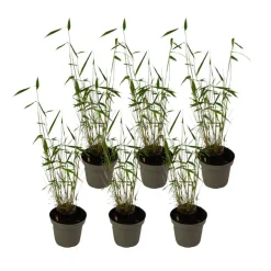 Planten-Plant in a Box Blauwe bamboe - Set van 6 - Fargesia 'Blue Dragon' - Hoogte 30-40cm - ⌀13cm