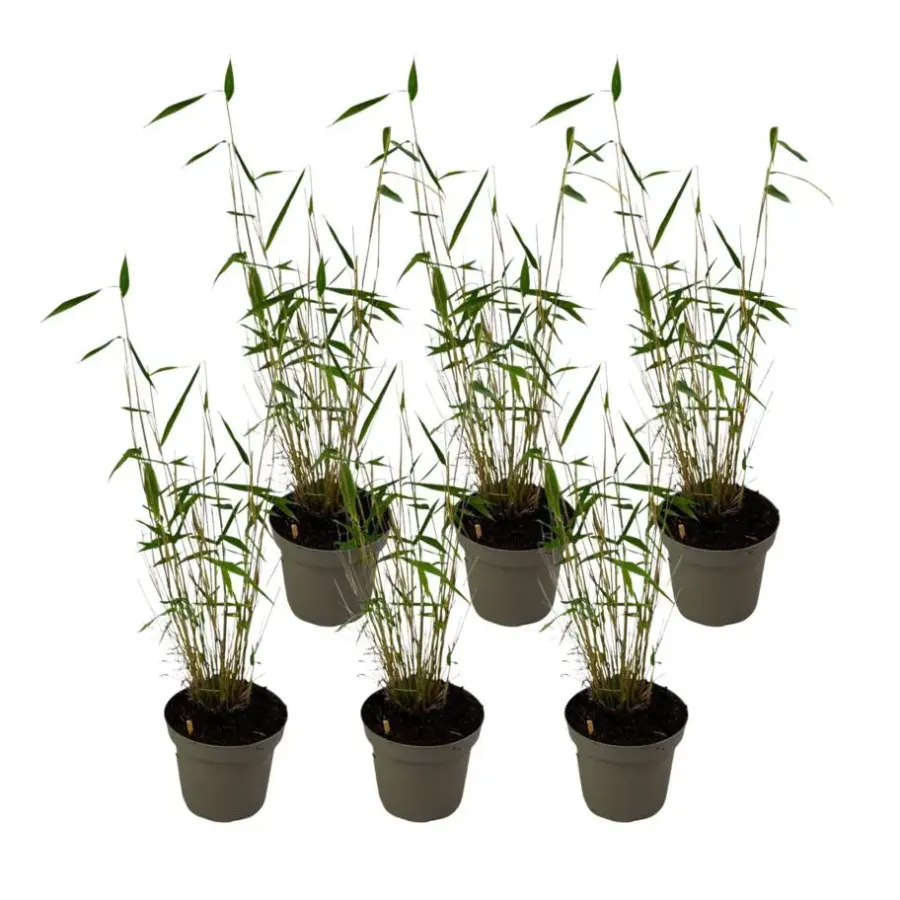Planten-Plant in a Box Blauwe bamboe - Set van 6 - Fargesia 'Blue Dragon' - Hoogte 30-40cm - ⌀13cm