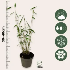 Planten-Plant in a Box Blauwe bamboe - Set van 6 - Fargesia 'Blue Dragon' - Hoogte 30-40cm - ⌀13cm