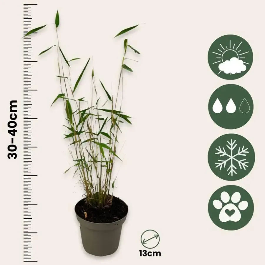 Planten-Plant in a Box Blauwe bamboe - Set van 6 - Fargesia 'Blue Dragon' - Hoogte 30-40cm - ⌀13cm