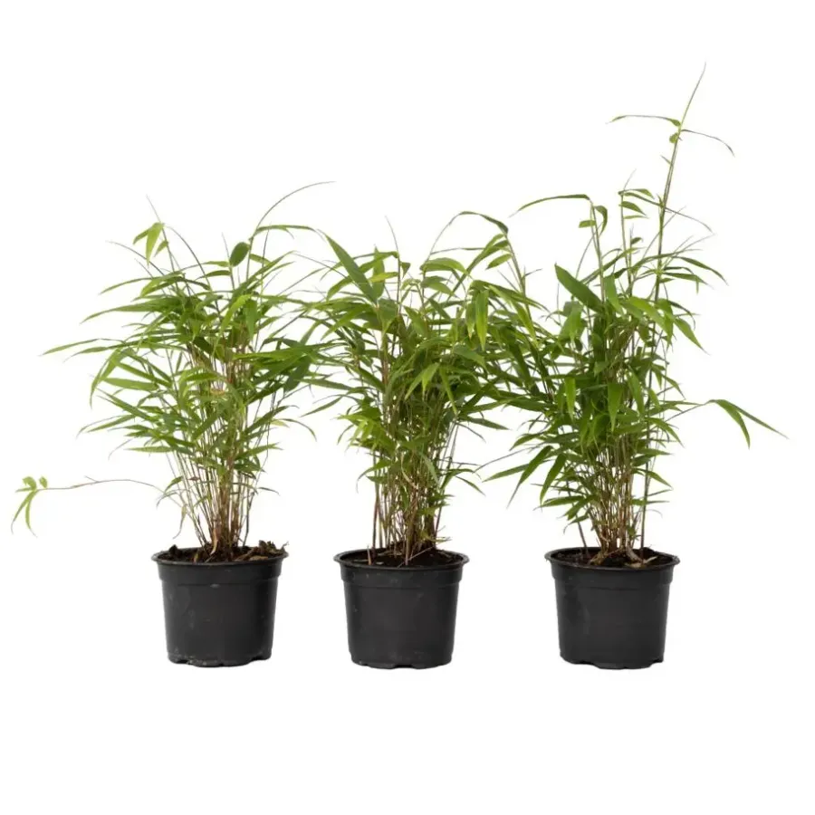 Planten-Plant in a Box Blauwe bamboe - Set van 6 - Fargesia papyrifera 'Grex' - Hoogte 30-40cm - ⌀13cm