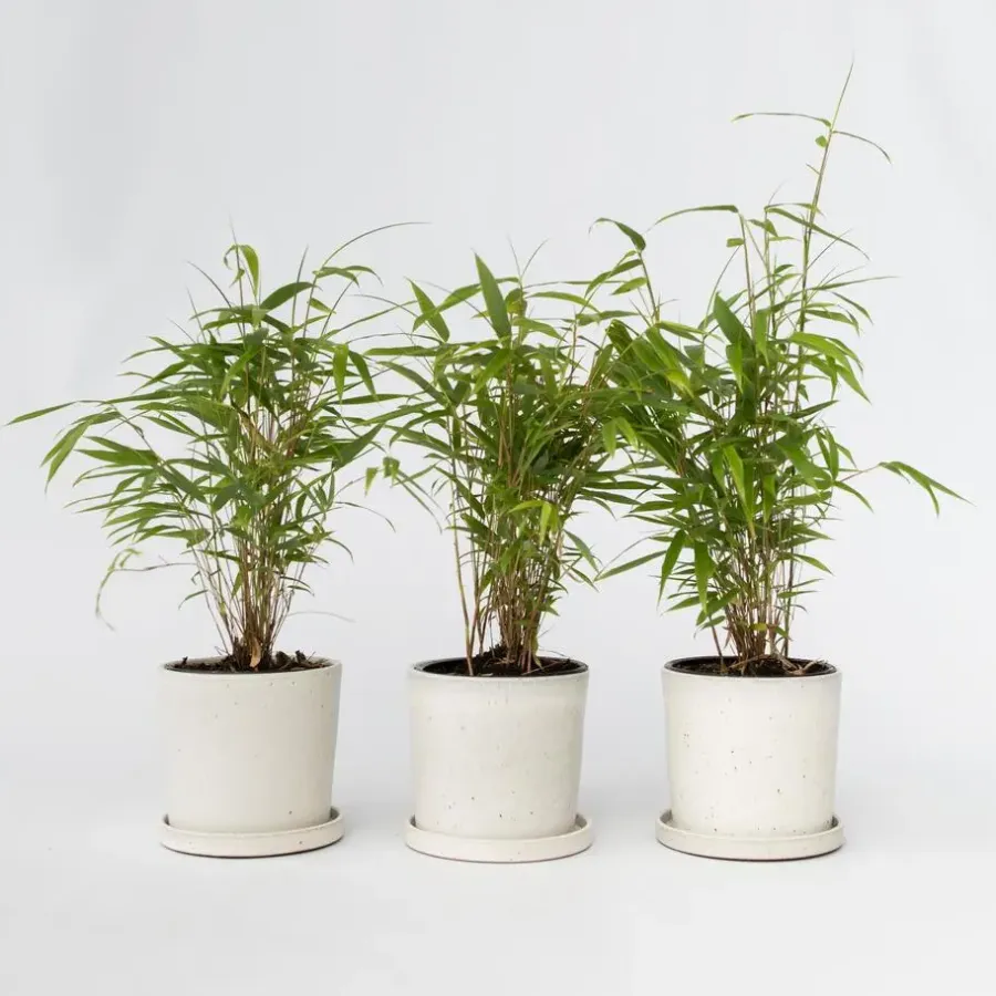 Planten-Plant in a Box Blauwe bamboe - Set van 6 - Fargesia papyrifera 'Grex' - Hoogte 30-40cm - ⌀13cm