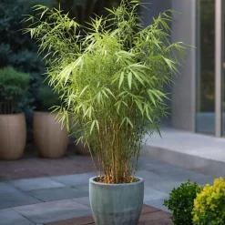 Planten-Plant in a Box Blauwe bamboe - Set van 6 - Fargesia papyrifera 'Grex' - Hoogte 30-40cm - ⌀13cm