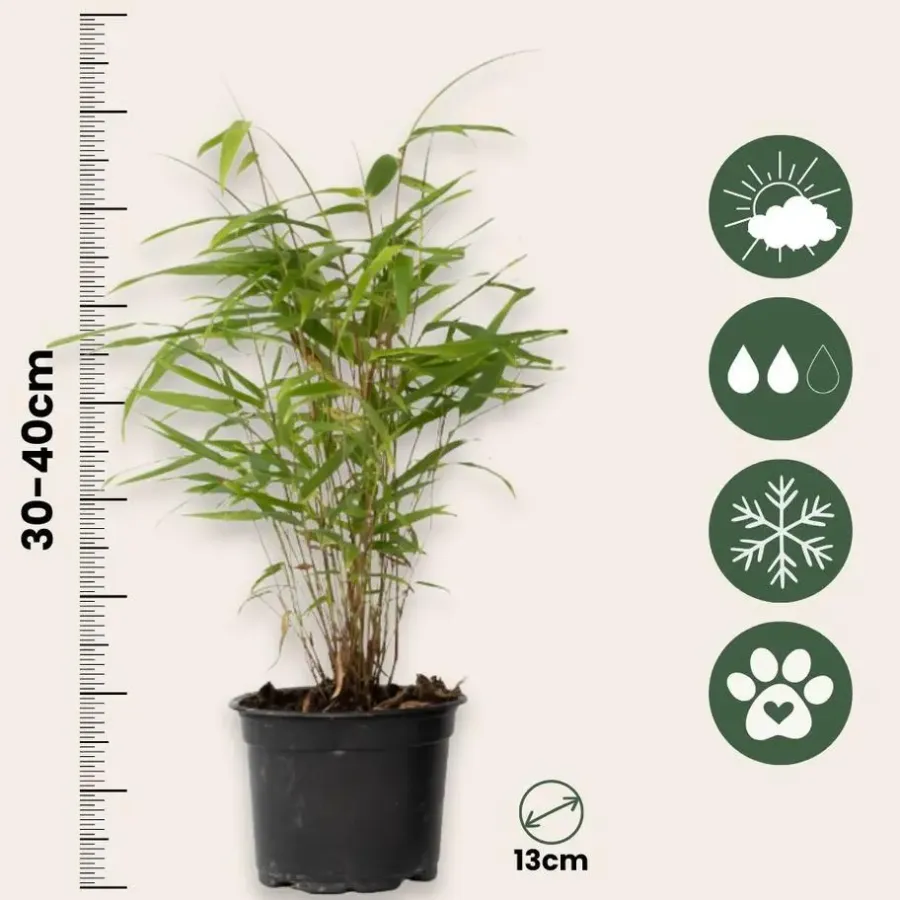 Planten-Plant in a Box Blauwe bamboe - Set van 6 - Fargesia papyrifera 'Grex' - Hoogte 30-40cm - ⌀13cm