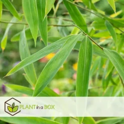 Planten-Plant in a Box Blauwe bamboe - Set van 6 - Fargesia papyrifera 'Grex' - Hoogte 30-40cm - ⌀13cm