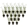 Planten-Plant in a Box Blauwe bamboe - Set van 18 - Fargesia 'Blue Dragon' - Hoogte 30-40cm - ⌀13cm