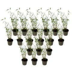 Planten-Plant in a Box Blauwe bamboe - Set van 18 - Fargesia 'Blue Dragon' - Hoogte 30-40cm - ⌀13cm