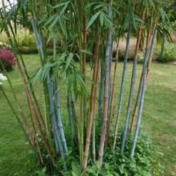 Planten-Plant in a Box Blauwe bamboe - Set van 18 - Fargesia 'Blue Dragon' - Hoogte 30-40cm - ⌀13cm