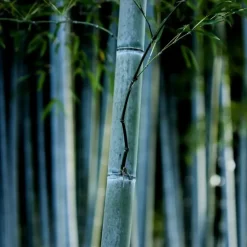 Planten-Plant in a Box Blauwe bamboe - Set van 18 - Fargesia 'Blue Dragon' - Hoogte 30-40cm - ⌀13cm