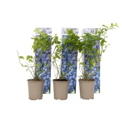 Plant in a Box Blauwe bessen - Set van 6 - Vaccinium 'Sunshine Blue' - Hoogte 25-40cm - ⌀9cm