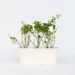 Plant in a Box Blauwe bessen - Set van 6 - Vaccinium 'Sunshine Blue' - Hoogte 25-40cm - ⌀9cm