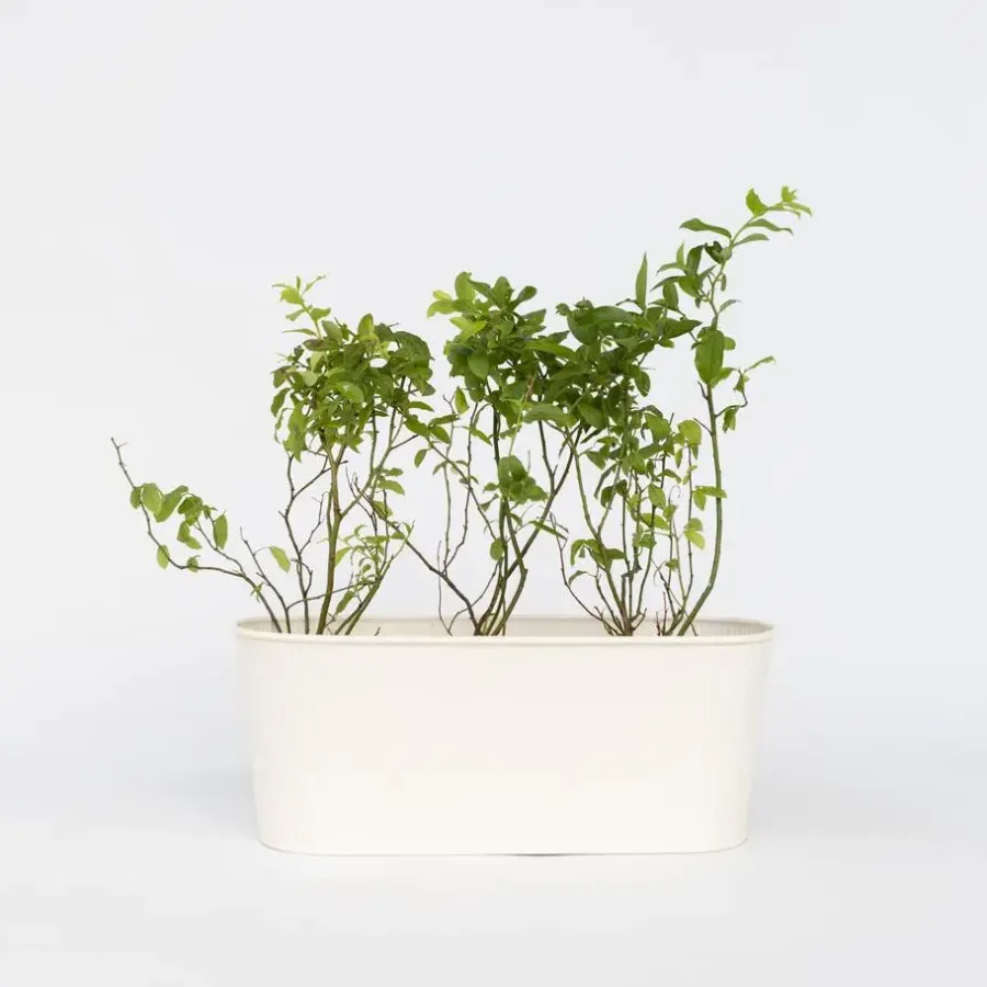 Plant in a Box Blauwe bessen - Set van 6 - Vaccinium 'Sunshine Blue' - Hoogte 25-40cm - ⌀9cm