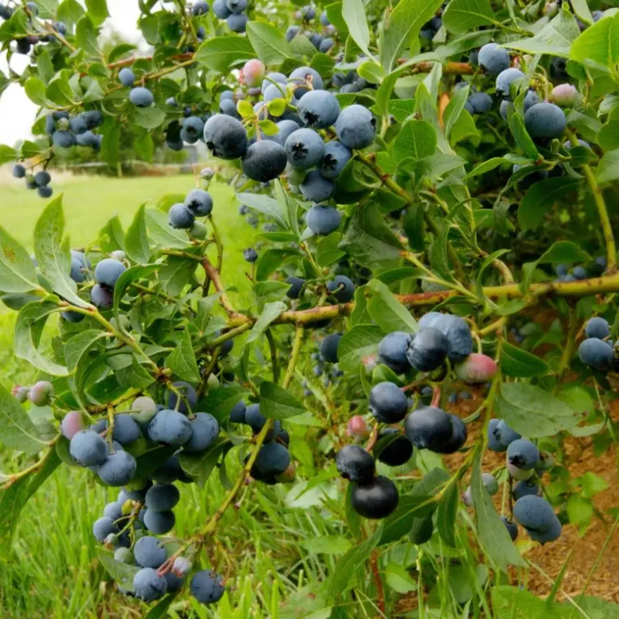 Plant in a Box Blauwe bessen - Set van 6 - Vaccinium 'Sunshine Blue' - Hoogte 25-40cm - ⌀9cm