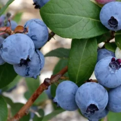 Plant in a Box Blauwe bessen - Set van 6 - Vaccinium 'Sunshine Blue' - Hoogte 25-40cm - ⌀9cm