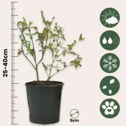 Plant in a Box Blauwe bessen - Set van 6 - Vaccinium 'Sunshine Blue' - Hoogte 25-40cm - ⌀9cm