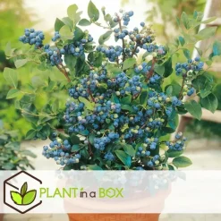 Plant in a Box Blauwe bessen - Set van 3 - Vaccinium 'Sunshine Blue' - Hoogte 25-40cm - ⌀9cm