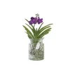 Plant in a Box Blauwe orchidee - Vanda 'Blue' - Hoogte 40-50cm - ⌀14cm