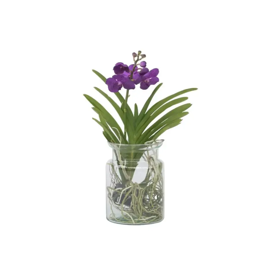 Plant in a Box Blauwe orchidee - Vanda 'Blue' - Hoogte 40-50cm - ⌀14cm