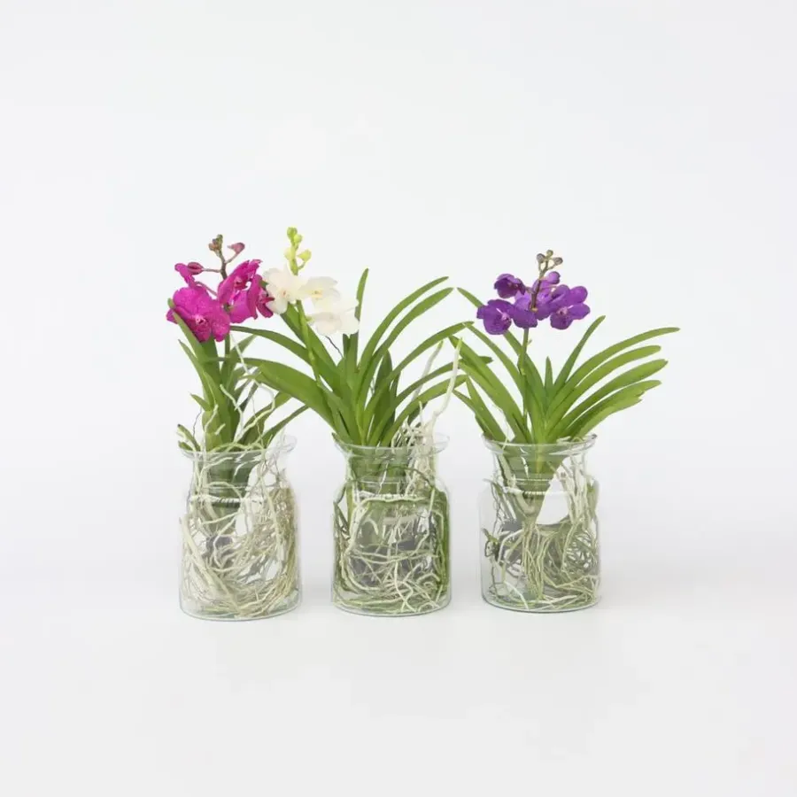 Plant in a Box Blauwe orchidee - Vanda 'Blue' - Hoogte 40-50cm - ⌀14cm
