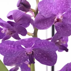 Plant in a Box Blauwe orchidee - Vanda 'Blue' - Hoogte 40-50cm - ⌀14cm