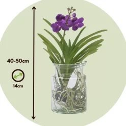 Plant in a Box Blauwe orchidee - Vanda 'Blue' - Hoogte 40-50cm - ⌀14cm