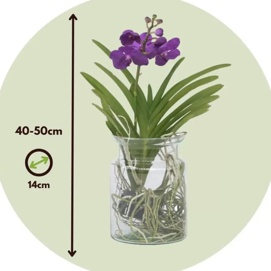 Plant in a Box Blauwe orchidee - Vanda 'Blue' - Hoogte 40-50cm - ⌀14cm