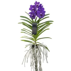 Plant in a Box Blauwe orchidee L - Vanda 'Blue' - Hoogte 55-65cm