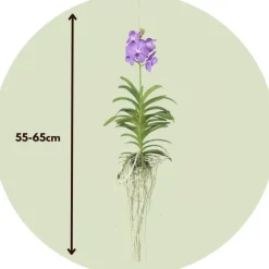 Plant in a Box Blauwe orchidee L - Vanda 'Blue' - Hoogte 55-65cm