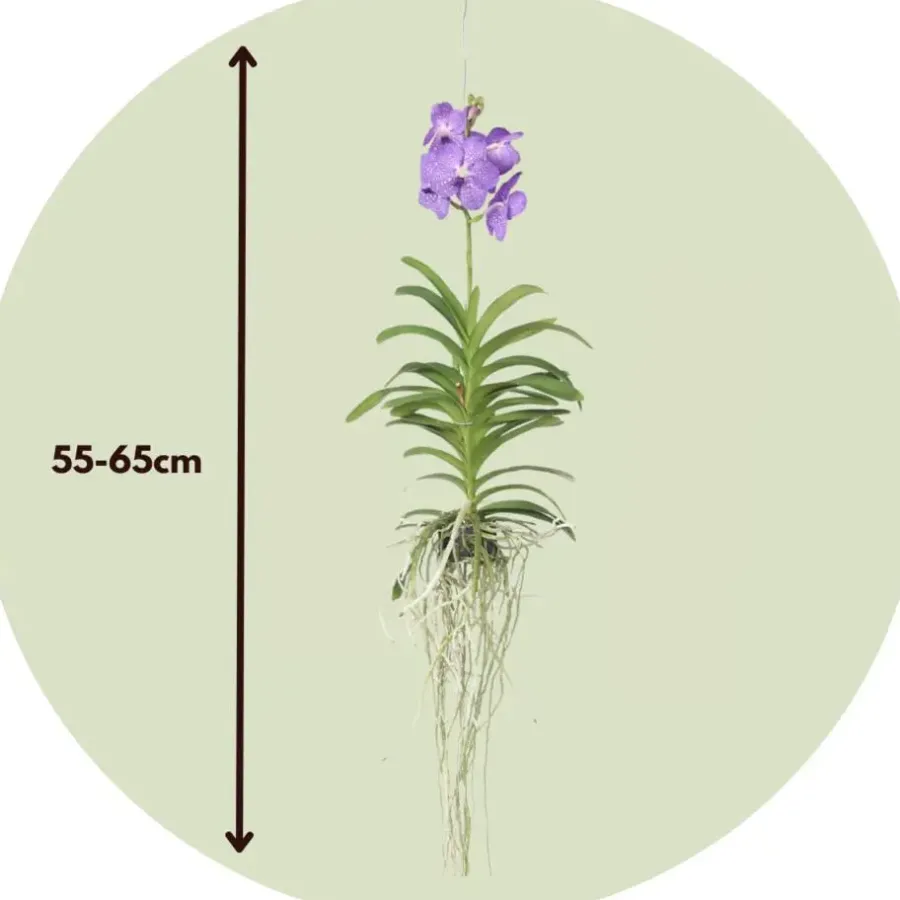 Plant in a Box Blauwe orchidee L - Vanda 'Blue' - Hoogte 55-65cm