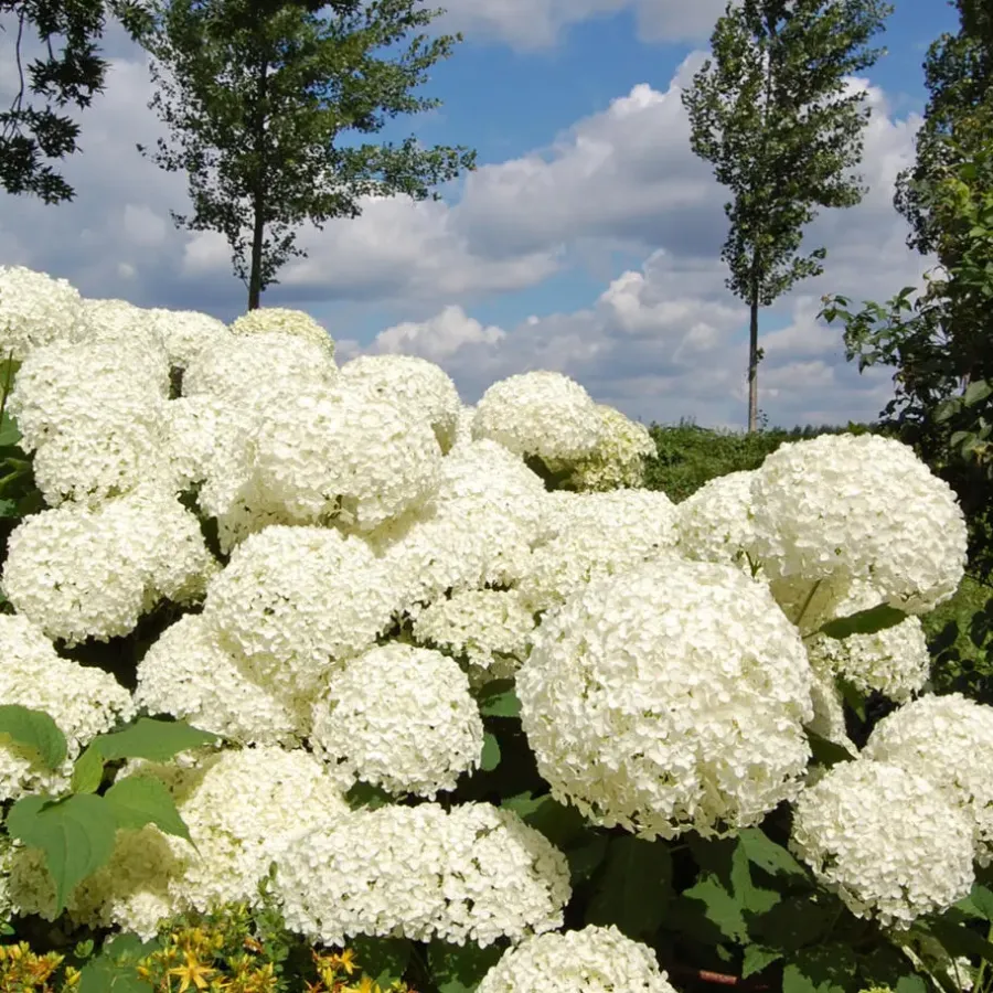 Tuinplanten-Plant in a Box Bolhortensia - Set van 2 - Hydrangea 'Strong Annabelle' - Hoogte 30-40cm - ⌀19cm