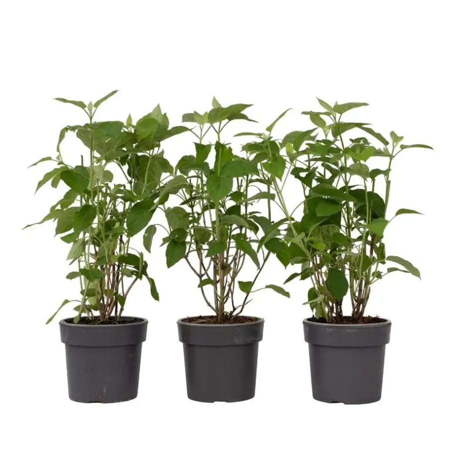 Planten|Tuinplanten-Plant in a Box Bolhortensia - Set van 3 - Hydrangea 'Strong Annabelle' - Hoogte 30-40cm - ⌀19cm