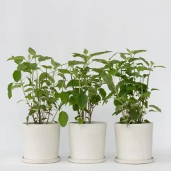Planten|Tuinplanten-Plant in a Box Bolhortensia - Set van 3 - Hydrangea 'Strong Annabelle' - Hoogte 30-40cm - ⌀19cm