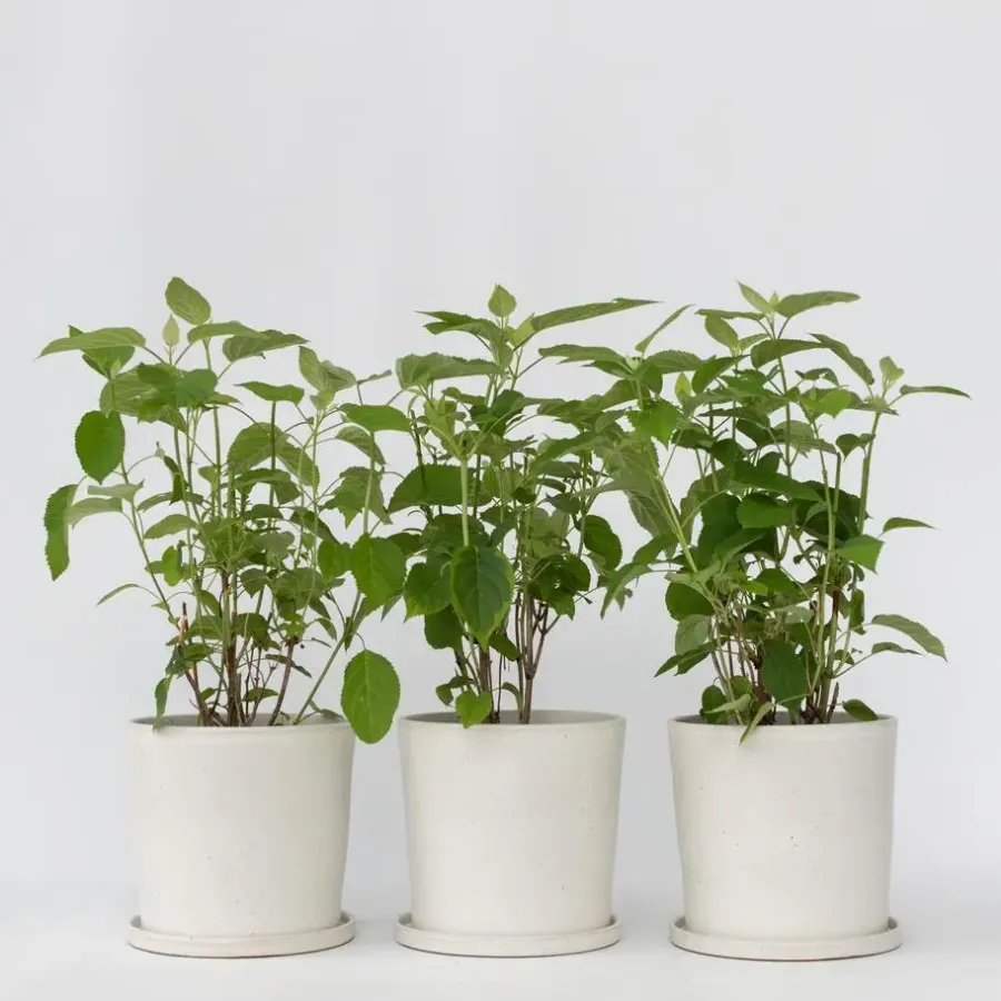 Planten|Tuinplanten-Plant in a Box Bolhortensia - Set van 3 - Hydrangea 'Strong Annabelle' - Hoogte 30-40cm - ⌀19cm