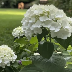 Planten|Tuinplanten-Plant in a Box Bolhortensia - Set van 3 - Hydrangea 'Strong Annabelle' - Hoogte 30-40cm - ⌀19cm