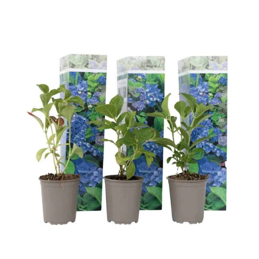 Planten|Tuinplanten-Plant in a Box Bolhortensia - Set van 3 - Hydrangea 'Early Blue' - Hoogte 25-40cm - ⌀9cm
