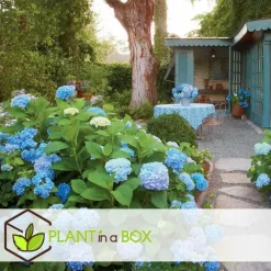 Planten|Tuinplanten-Plant in a Box Bolhortensia - Set van 3 - Hydrangea 'Early Blue' - Hoogte 25-40cm - ⌀9cm