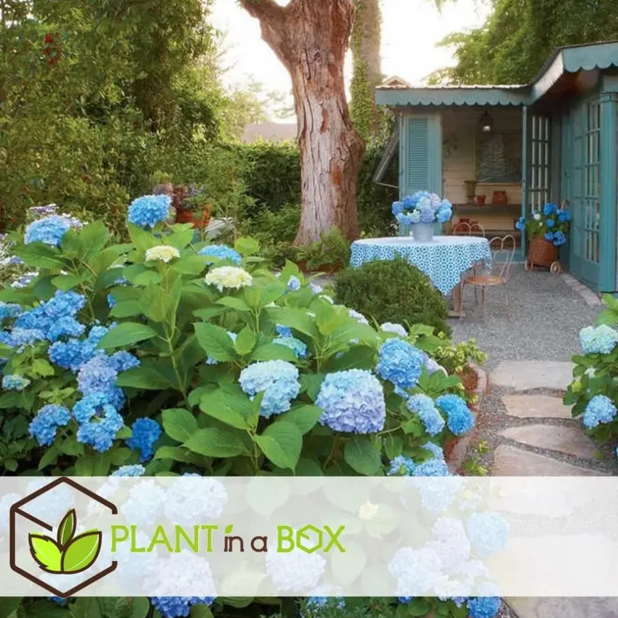 Planten|Tuinplanten-Plant in a Box Bolhortensia - Set van 3 - Hydrangea 'Early Blue' - Hoogte 25-40cm - ⌀9cm