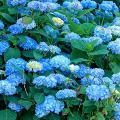 Planten|Tuinplanten-Plant in a Box Bolhortensia - Set van 3 - Hydrangea 'Early Blue' - Hoogte 25-40cm - ⌀9cm